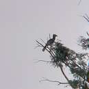 Image of Brown-cheeked Hornbill