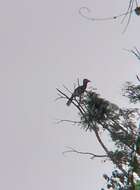 Image of Brown-cheeked Hornbill