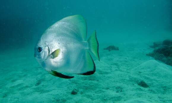 Image of Longfin batfish