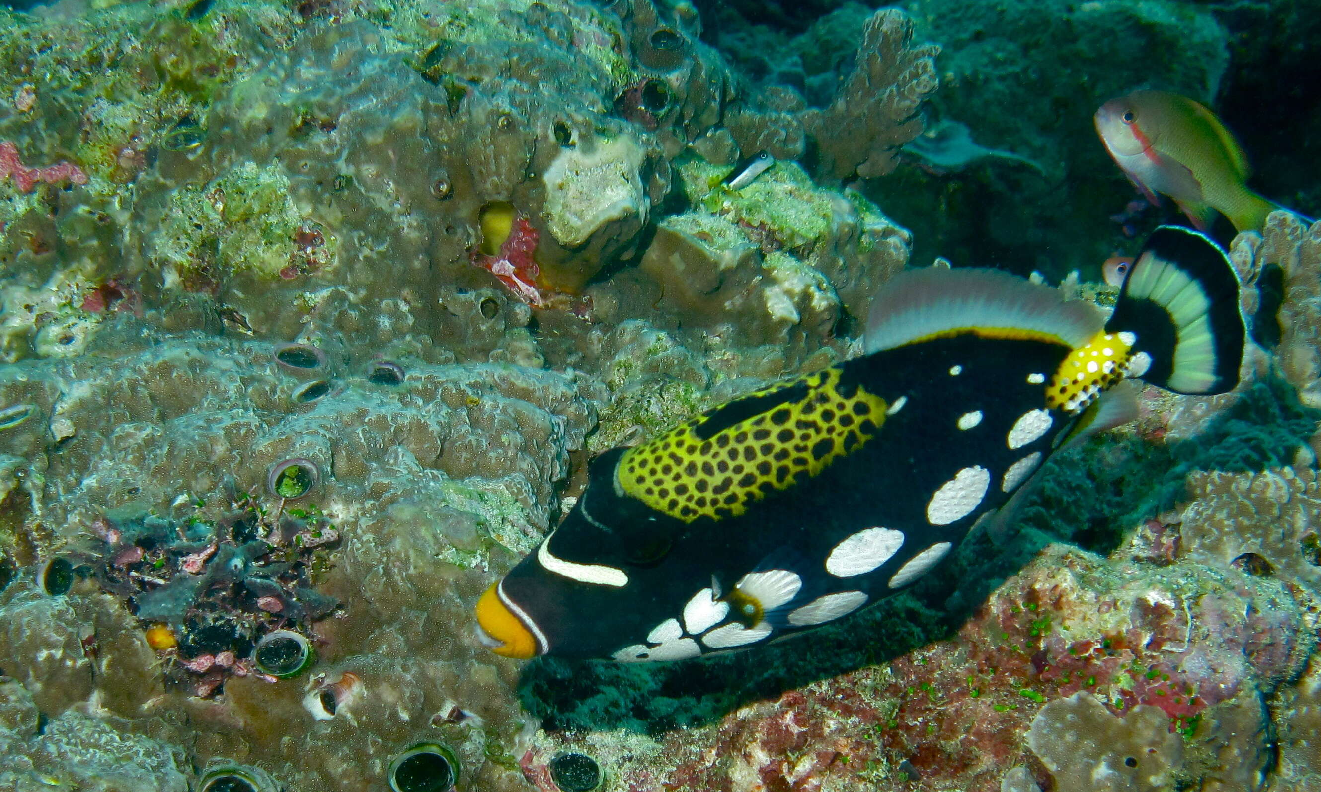 Image of clown triggerfish