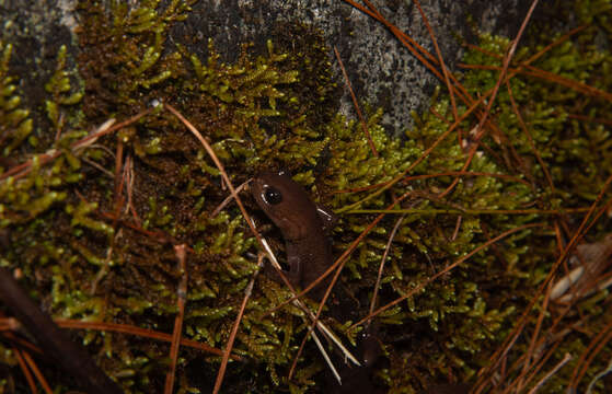 صورة Hynobius arisanensis Maki 1922