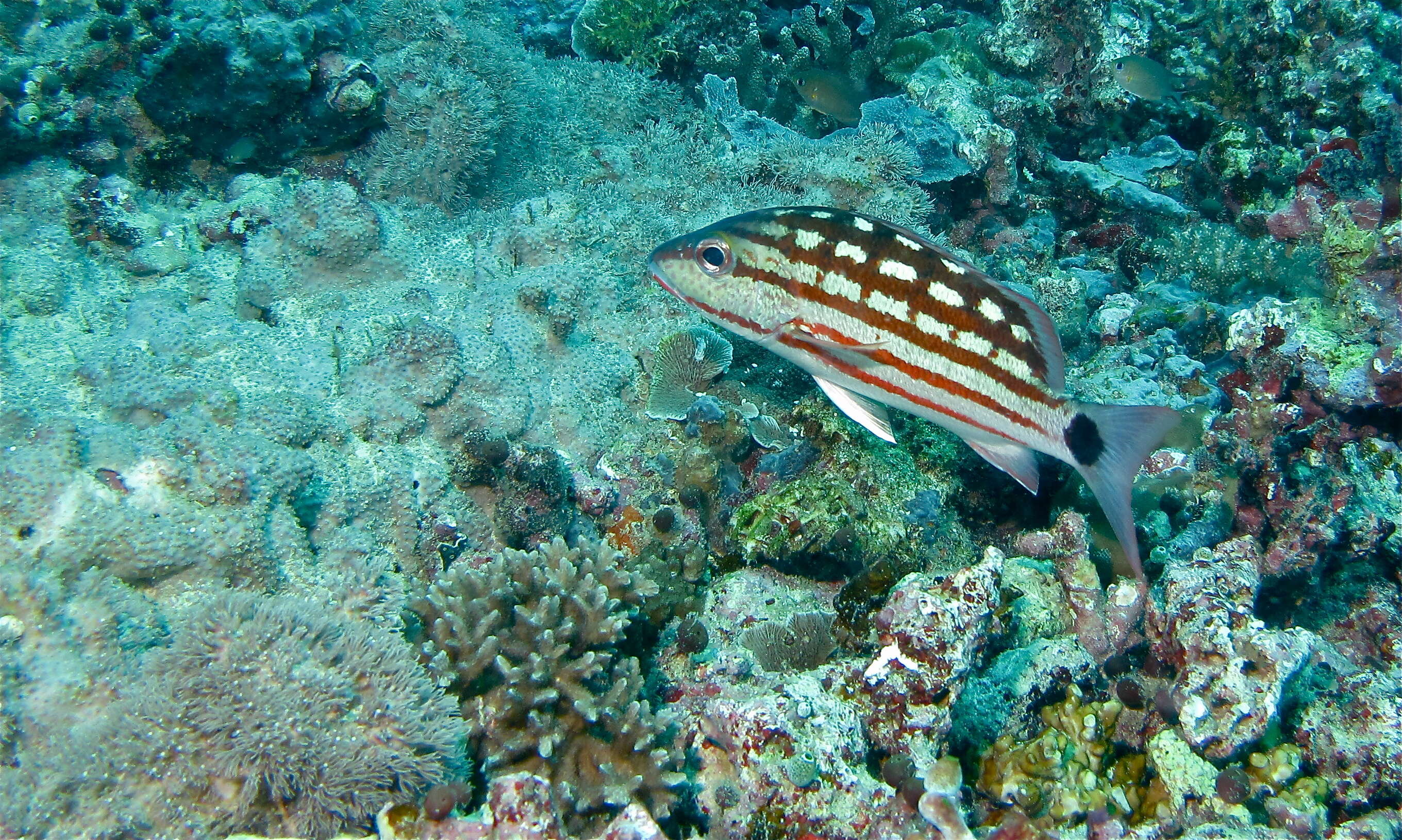 Image of Checkered Seaperch