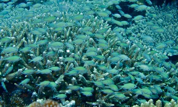 Image of Blue Green Chromis