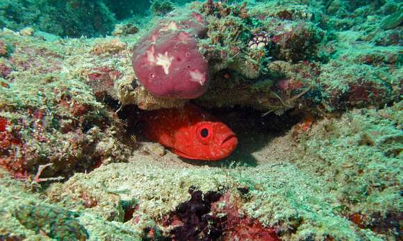 Image of Bloch&#39;s bigeye