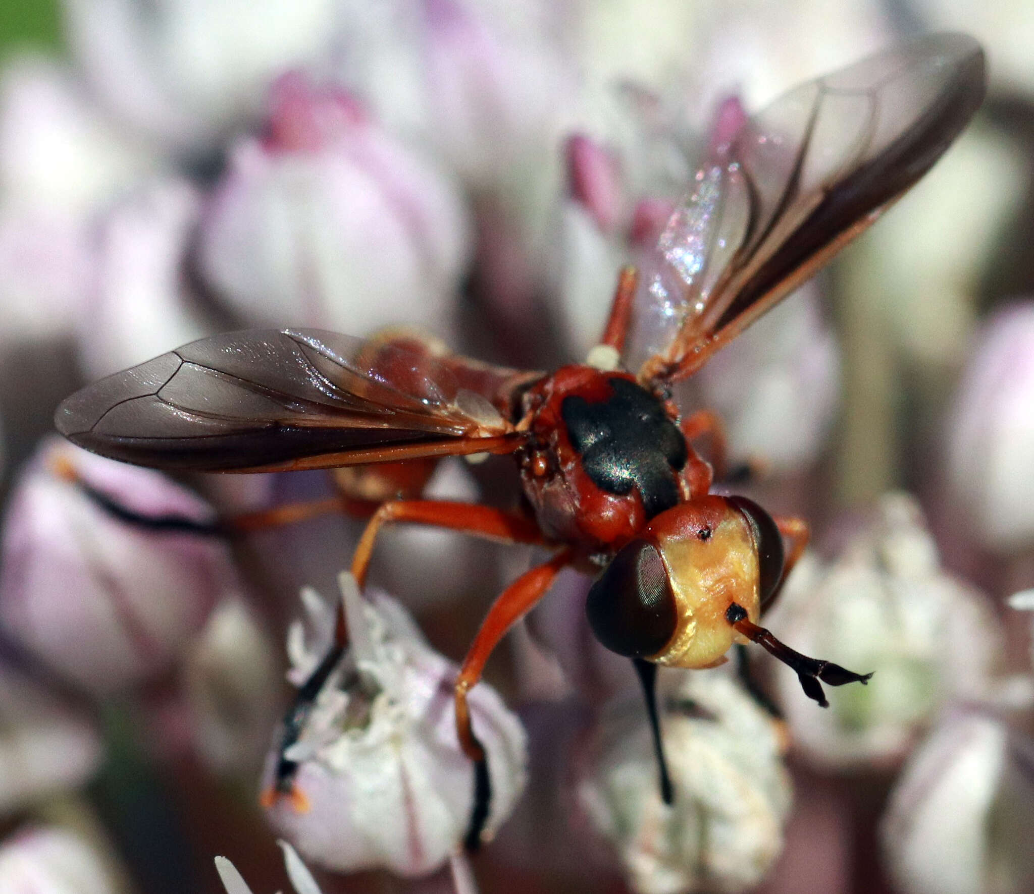 Sivun Physoconops fronto (Williston 1885) kuva