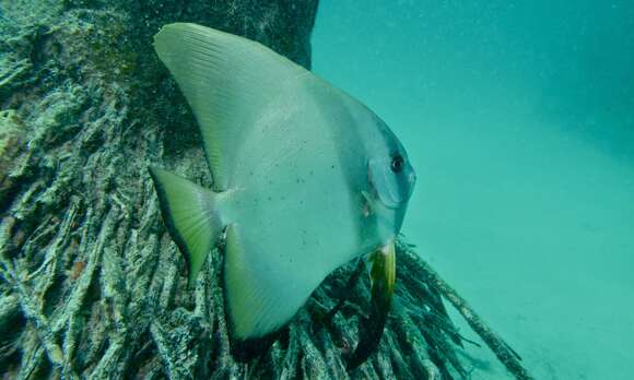 Image of Longfin batfish