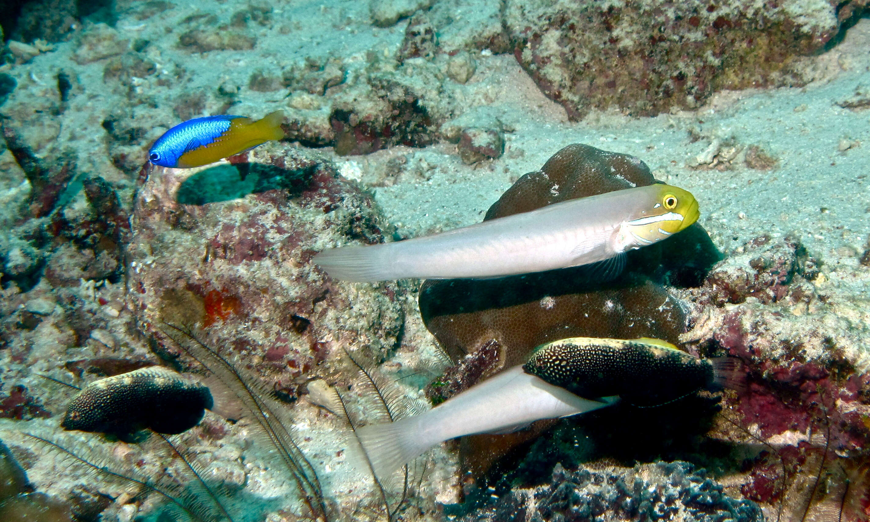 Image of Black leopard wrasse