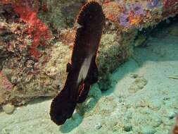 Image of Longfin batfish