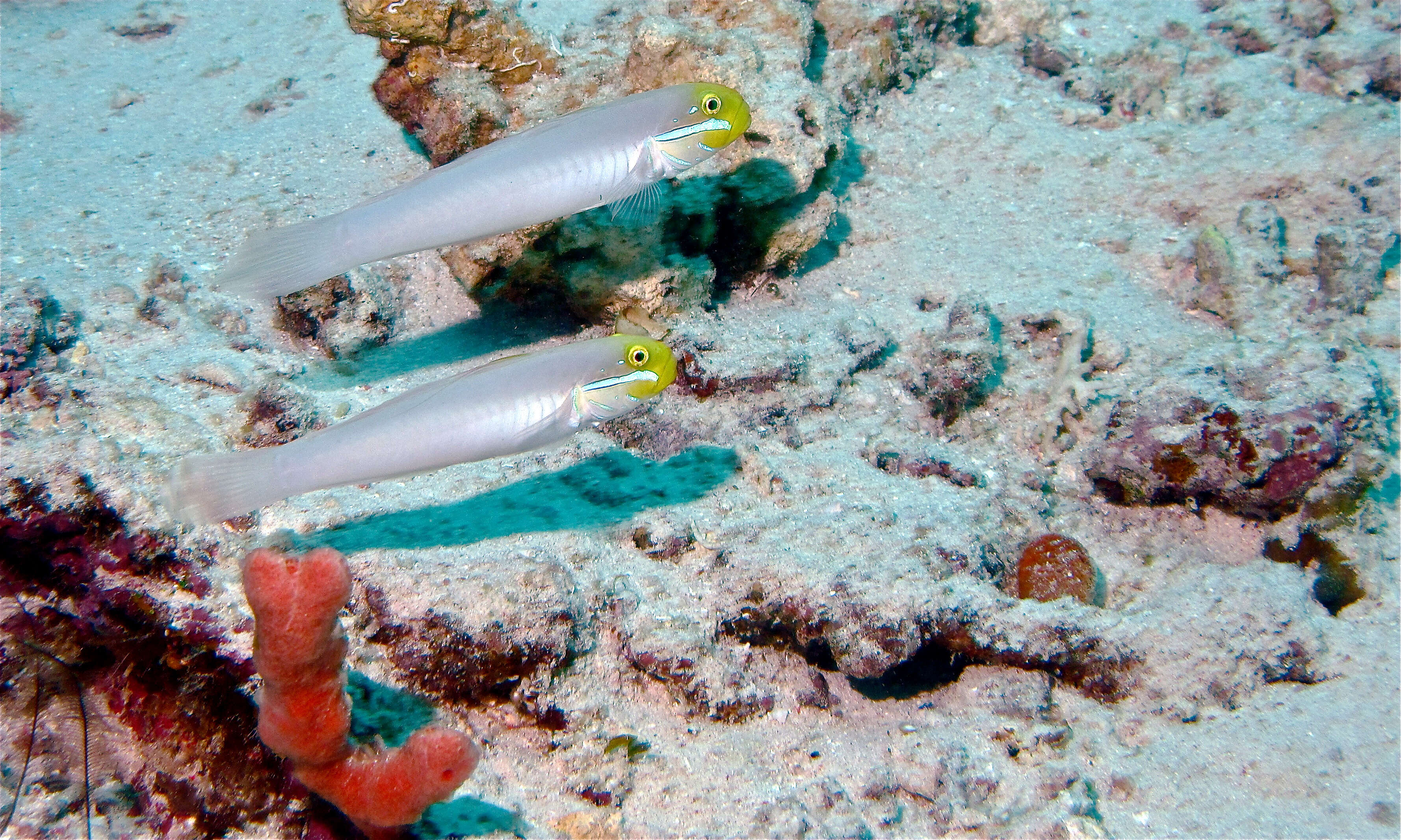 Image of Blueband goby