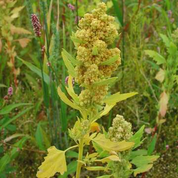 Image of quinoa