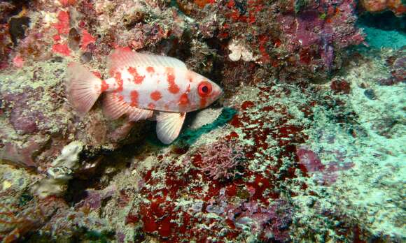 Image of Bloch&#39;s bigeye