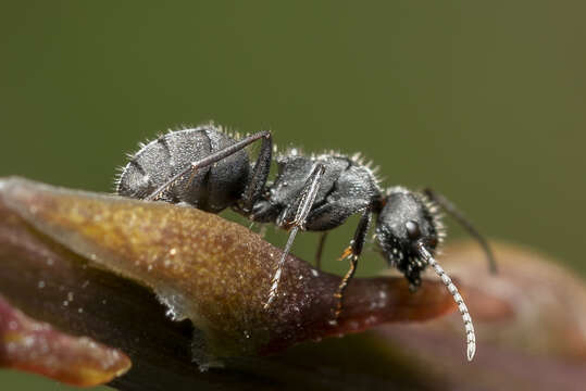 Image of Camponotus kiesenwetteri (Roger 1859)