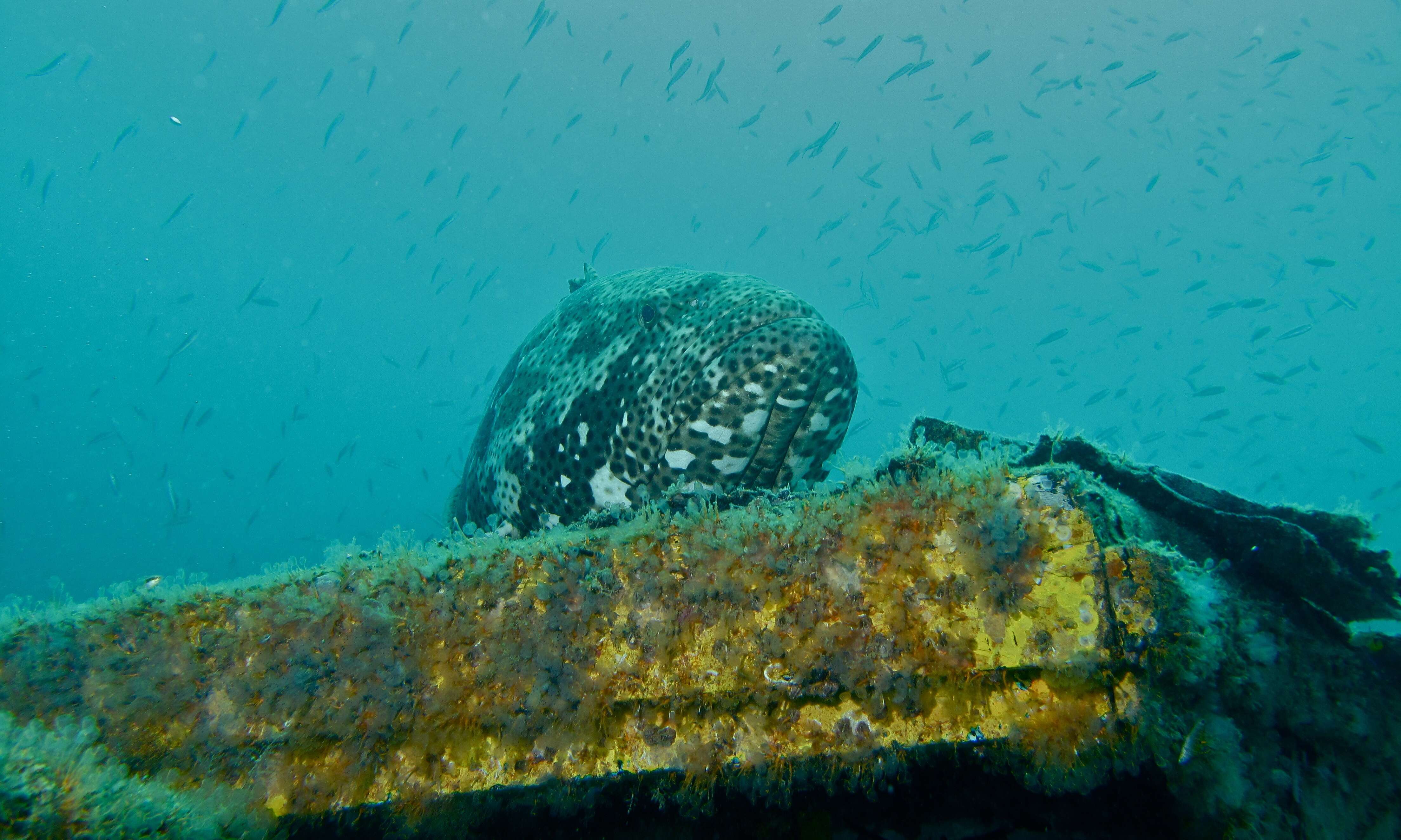 Image of Malabar Grouper