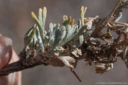 Image of black sagebrush