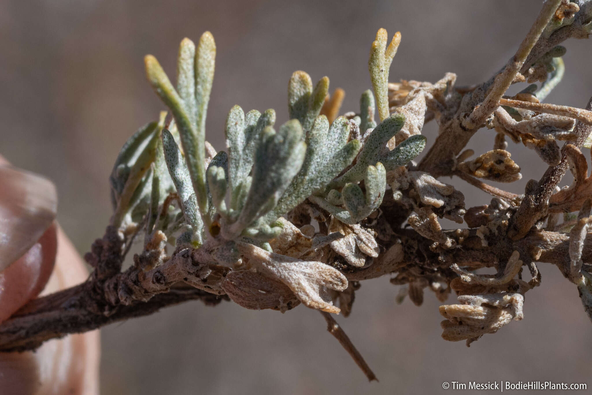 Image of black sagebrush