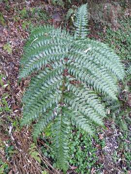 Image of Pteris terminalis Wall.