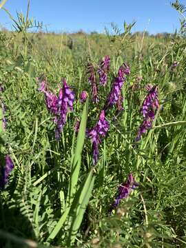 Image of Vicia eriocarpa