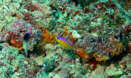 Image de Pictichromis diadema (Lubbock & Randall 1978)