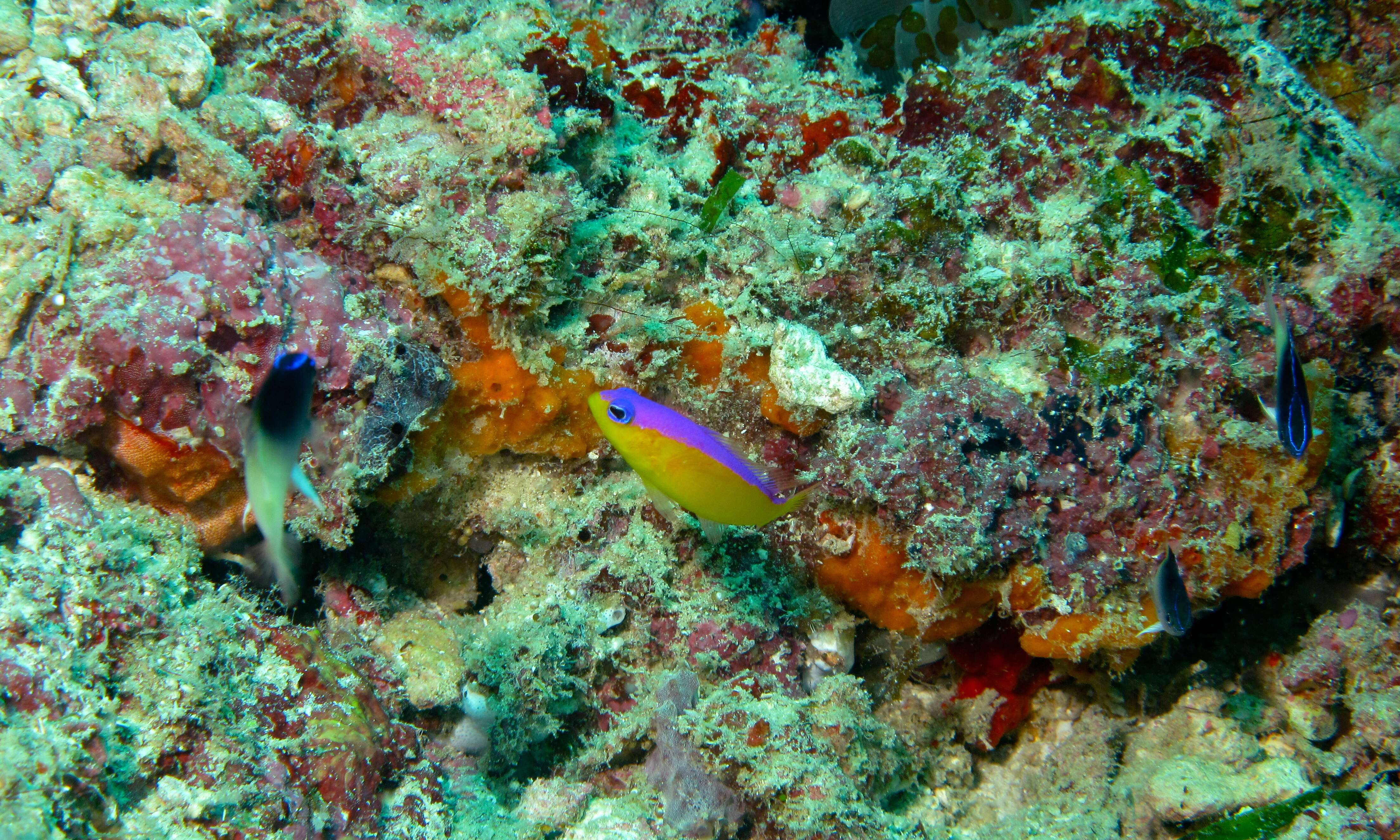 Image de Pictichromis diadema (Lubbock & Randall 1978)