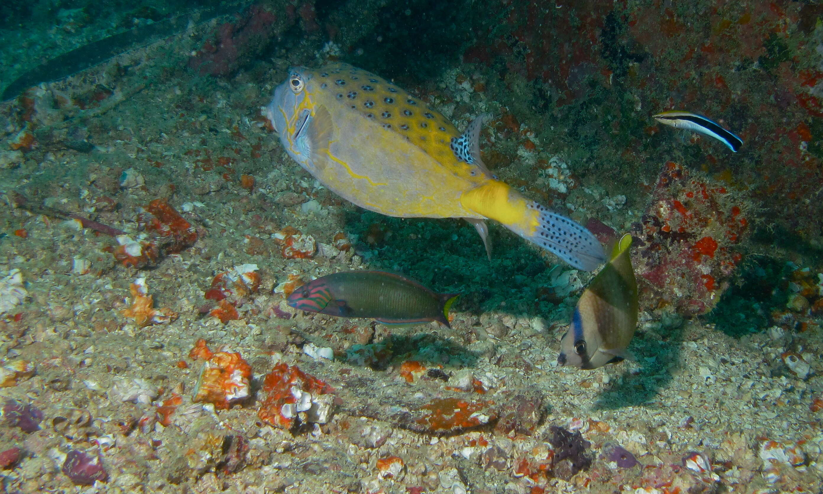 Image of Yellow boxfish