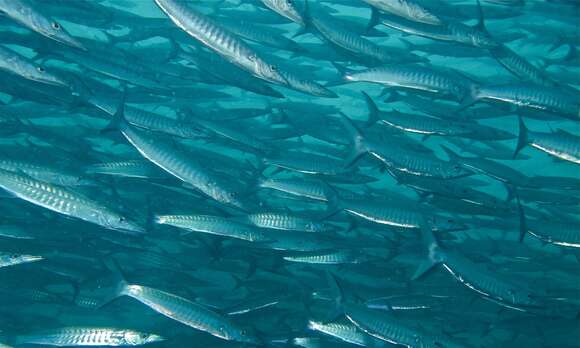 Image of Blackfin barracuda