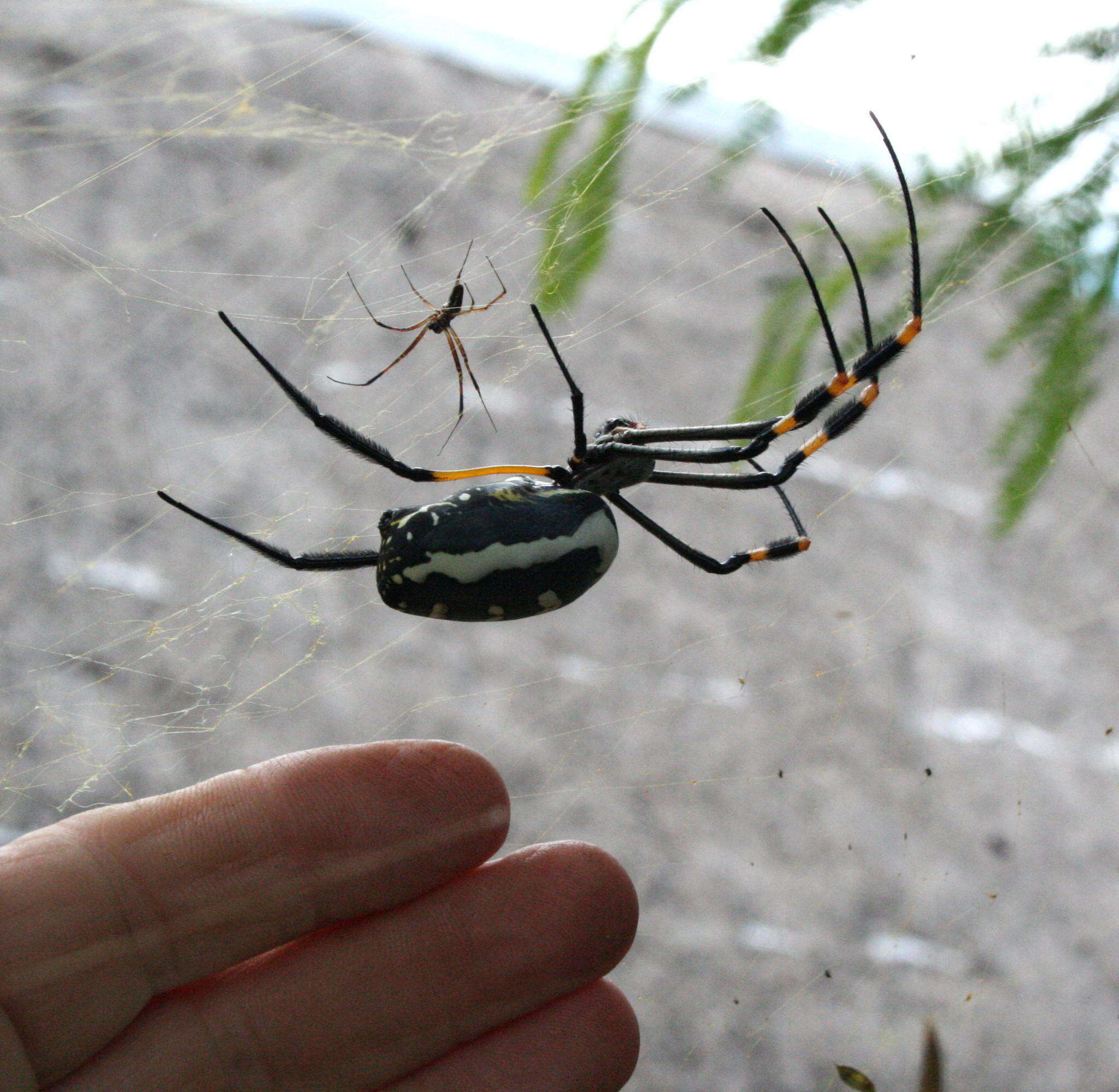 Imagem de Trichonephila senegalensis annulata (Thorell 1859)