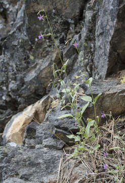 Image de Clarkia stellata Mosquin