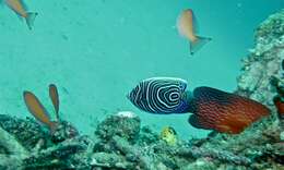 Image of Angelfish