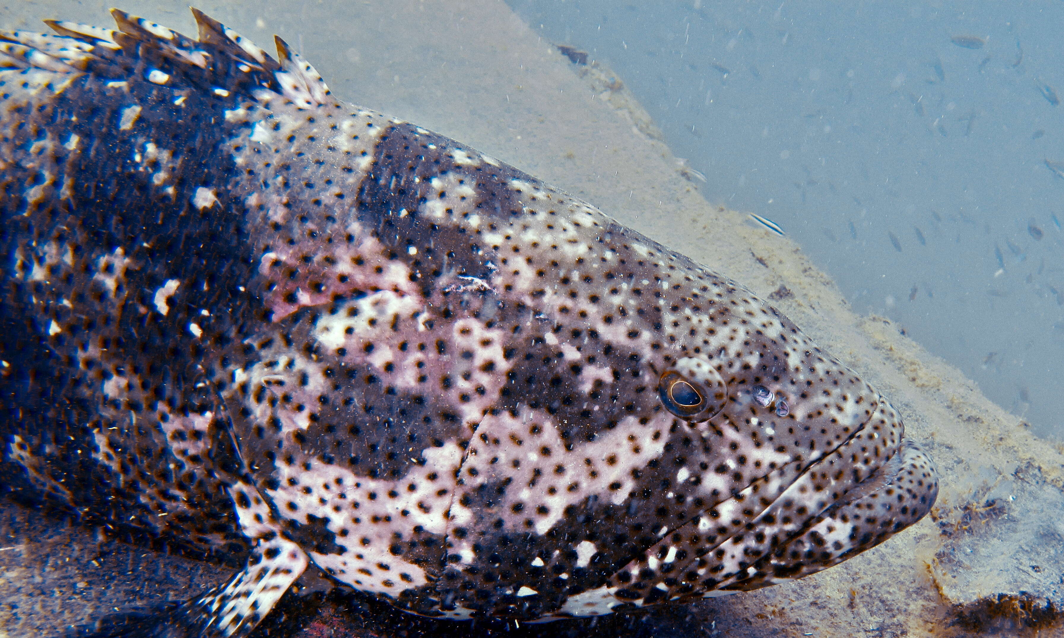 Epinephelus malabaricus (Bloch & Schneider 1801) resmi