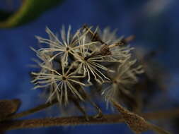 صورة Dubautia latifolia (A. Gray) Keck