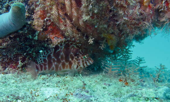 Image of Blotched Hawkfish