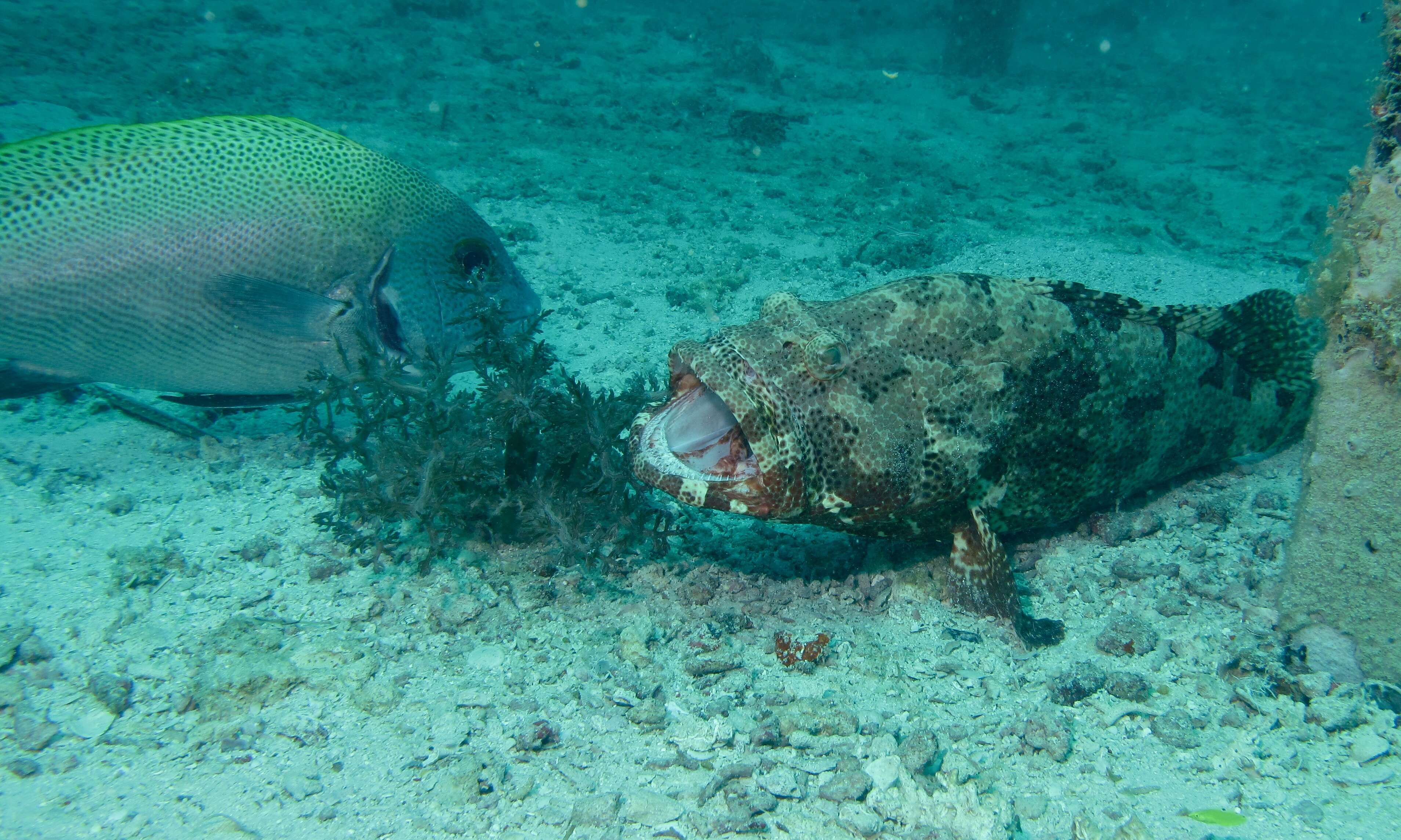 Epinephelus malabaricus (Bloch & Schneider 1801) resmi