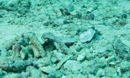 Image of jawfishes