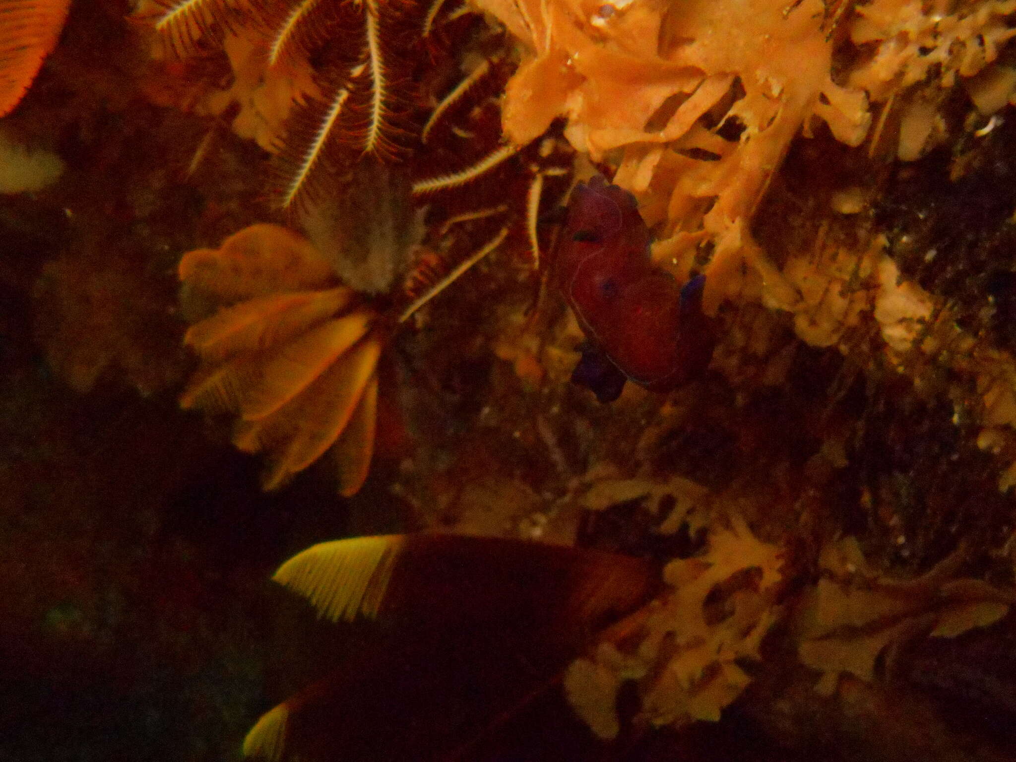 Image of Black nudibranch