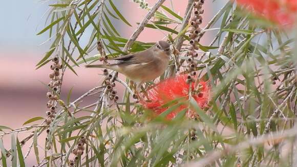 Image of Dusky Warbler