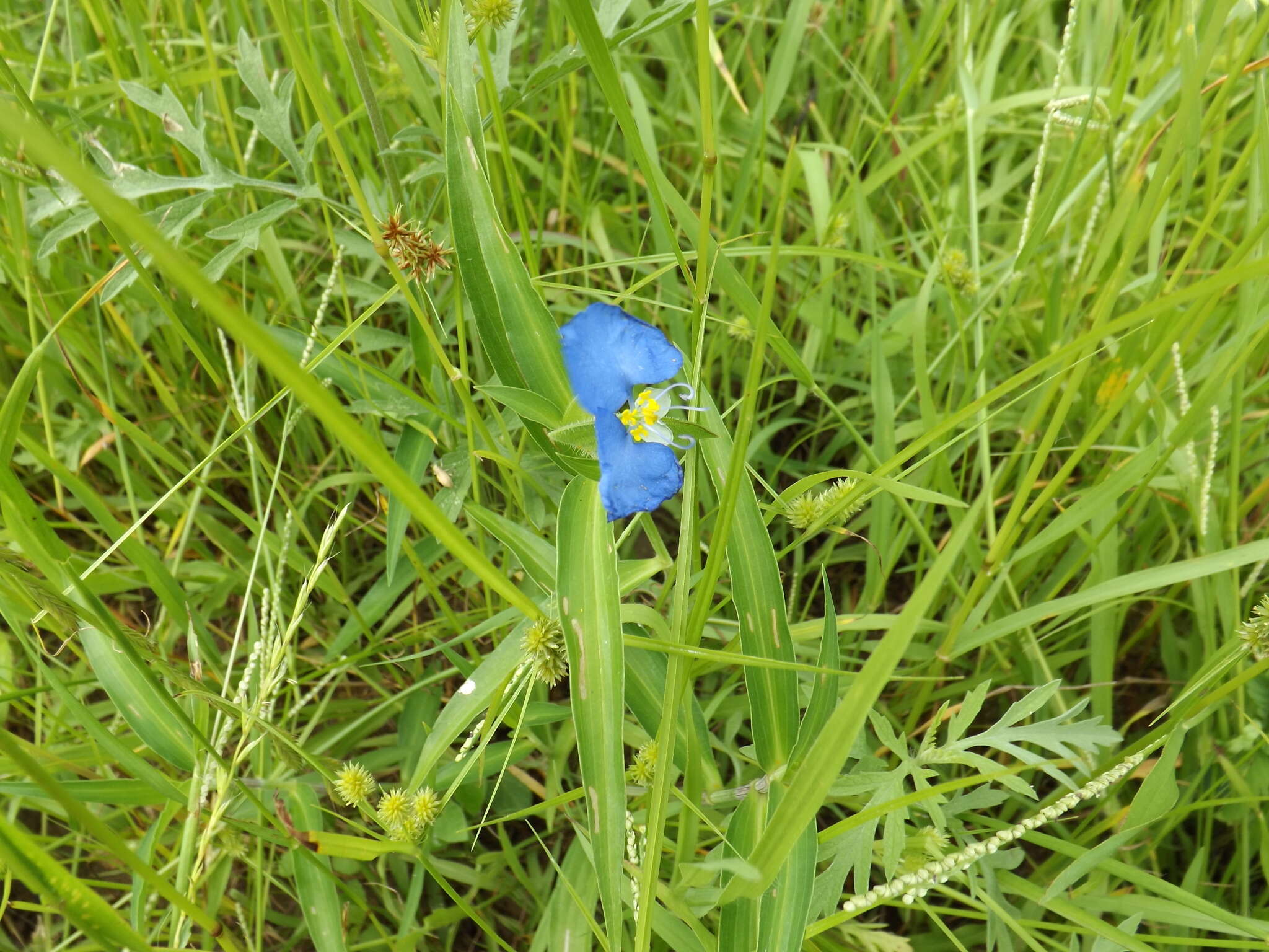 Image of Blousel Blommetjie