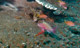 Image of Sea goldie