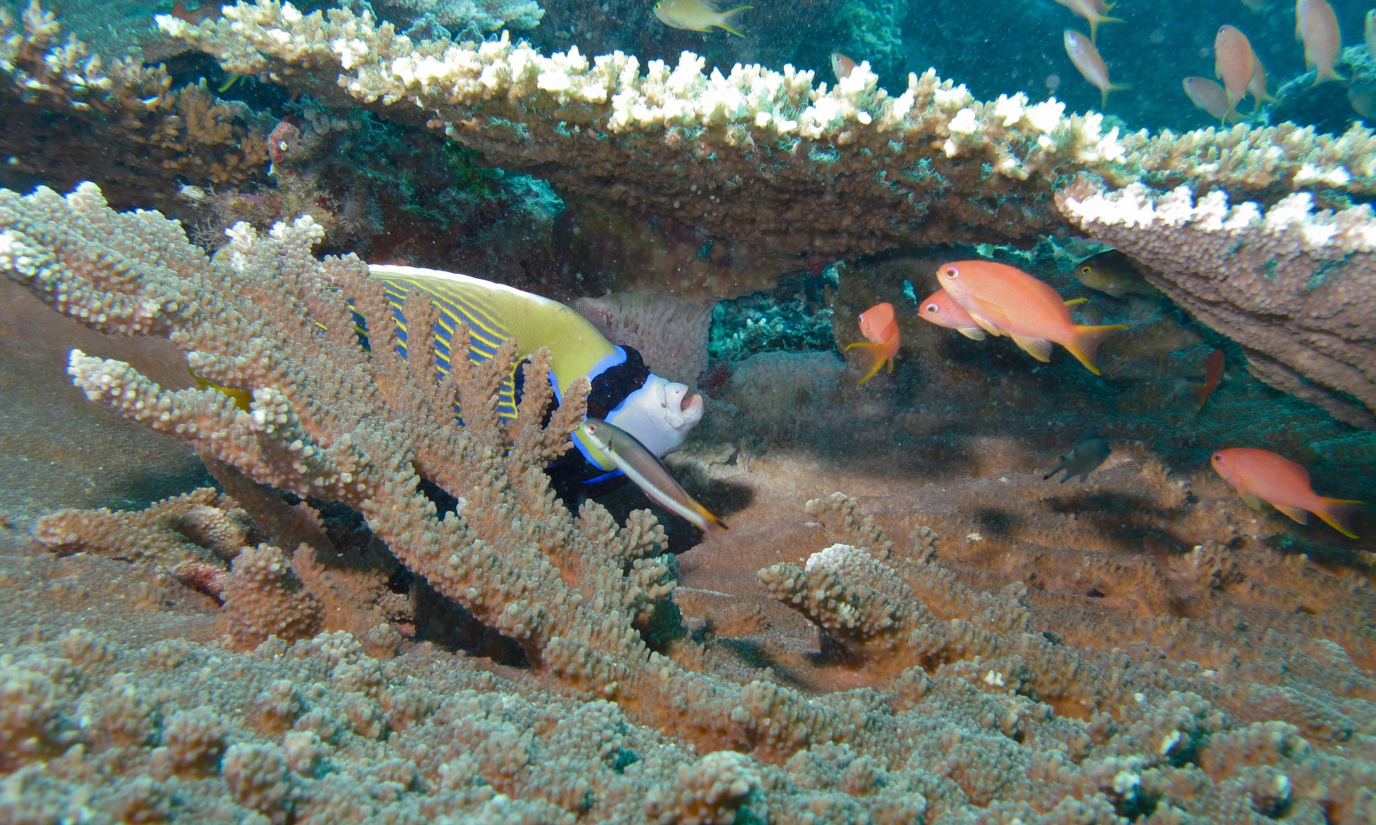 Image of Angelfish