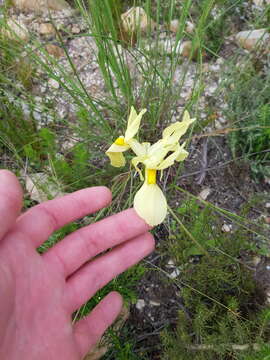 Image of Moraea angusta (Thunb.) Ker Gawl.