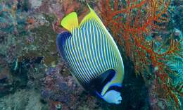 Image of Angelfish