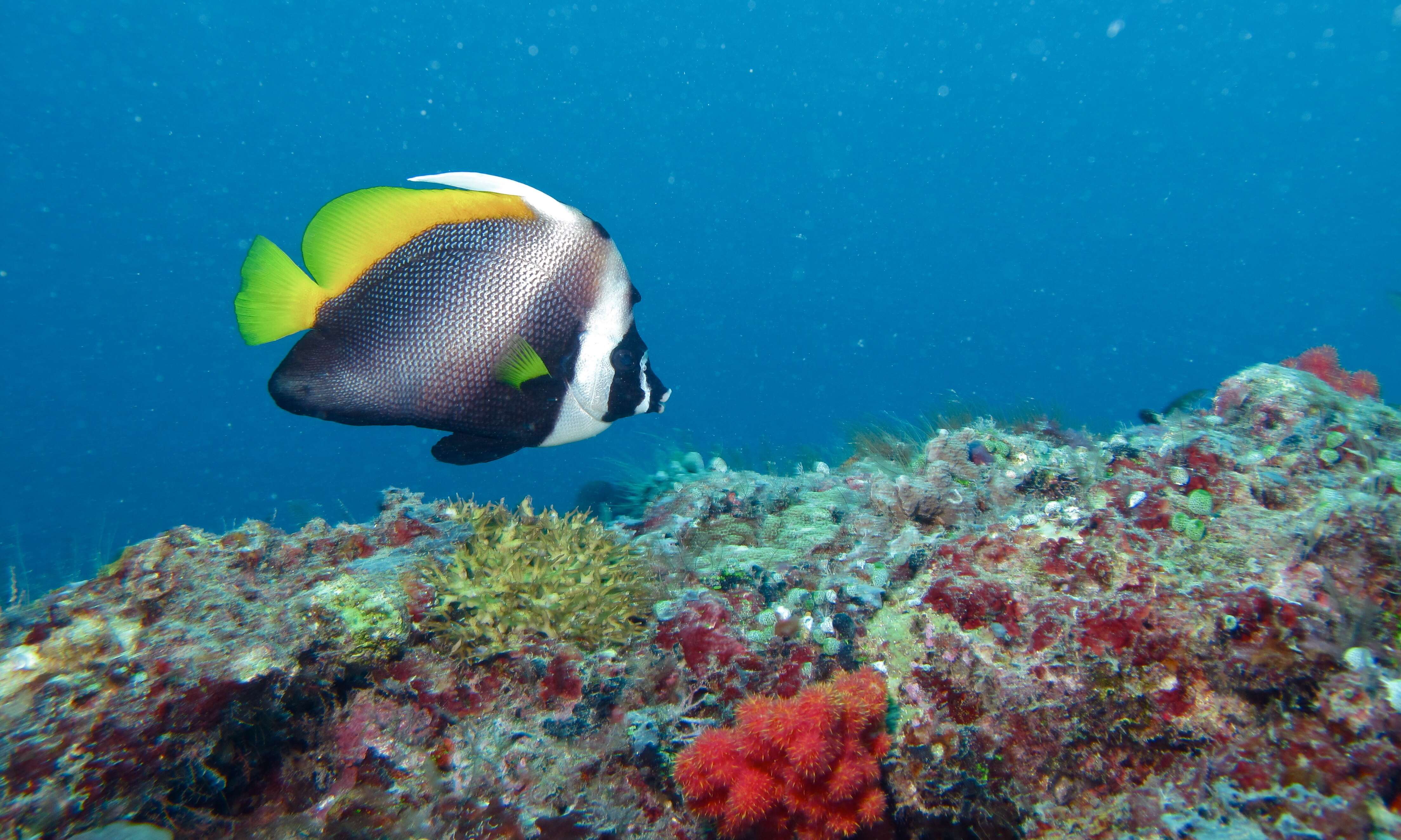 Image of Singular Bannerfish