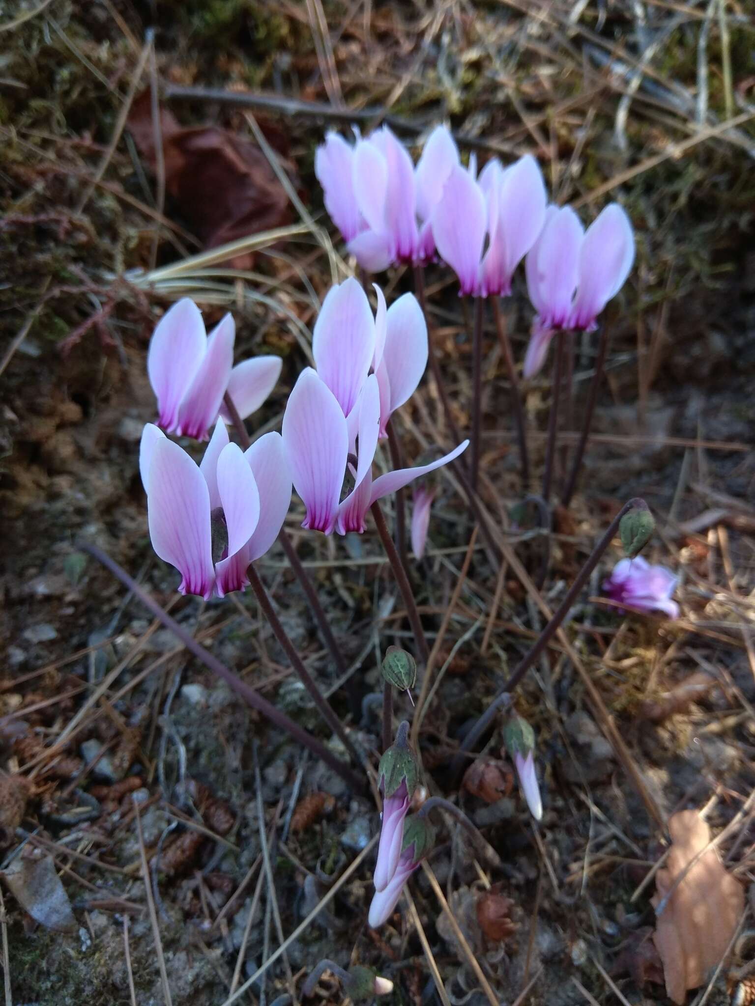 Image of Cyclamen graecum Link