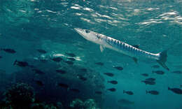 Image of Blackfin barracuda