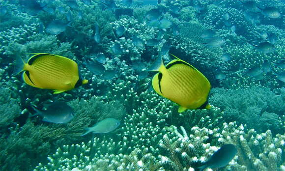 Image of Decorated Butterflyfish