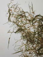 Image of horned pondweed