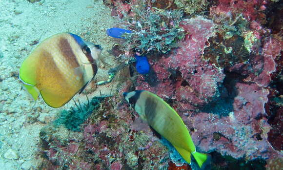 Image of Blacklip Butterflyfish