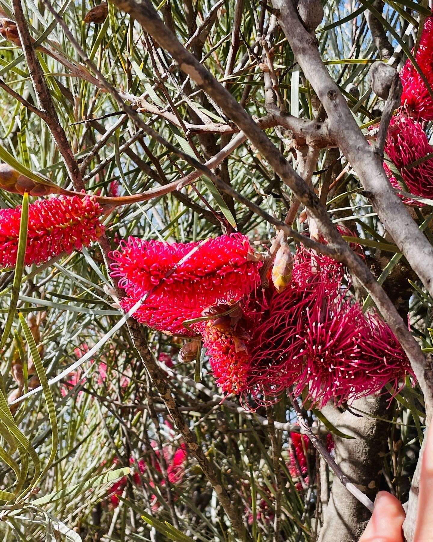 Image of Hakea francisiana F. Müll.