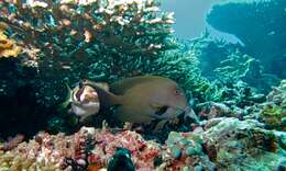 Image of Bristle-toothed Surgeonfish