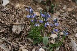 Image of Chalk milkwort