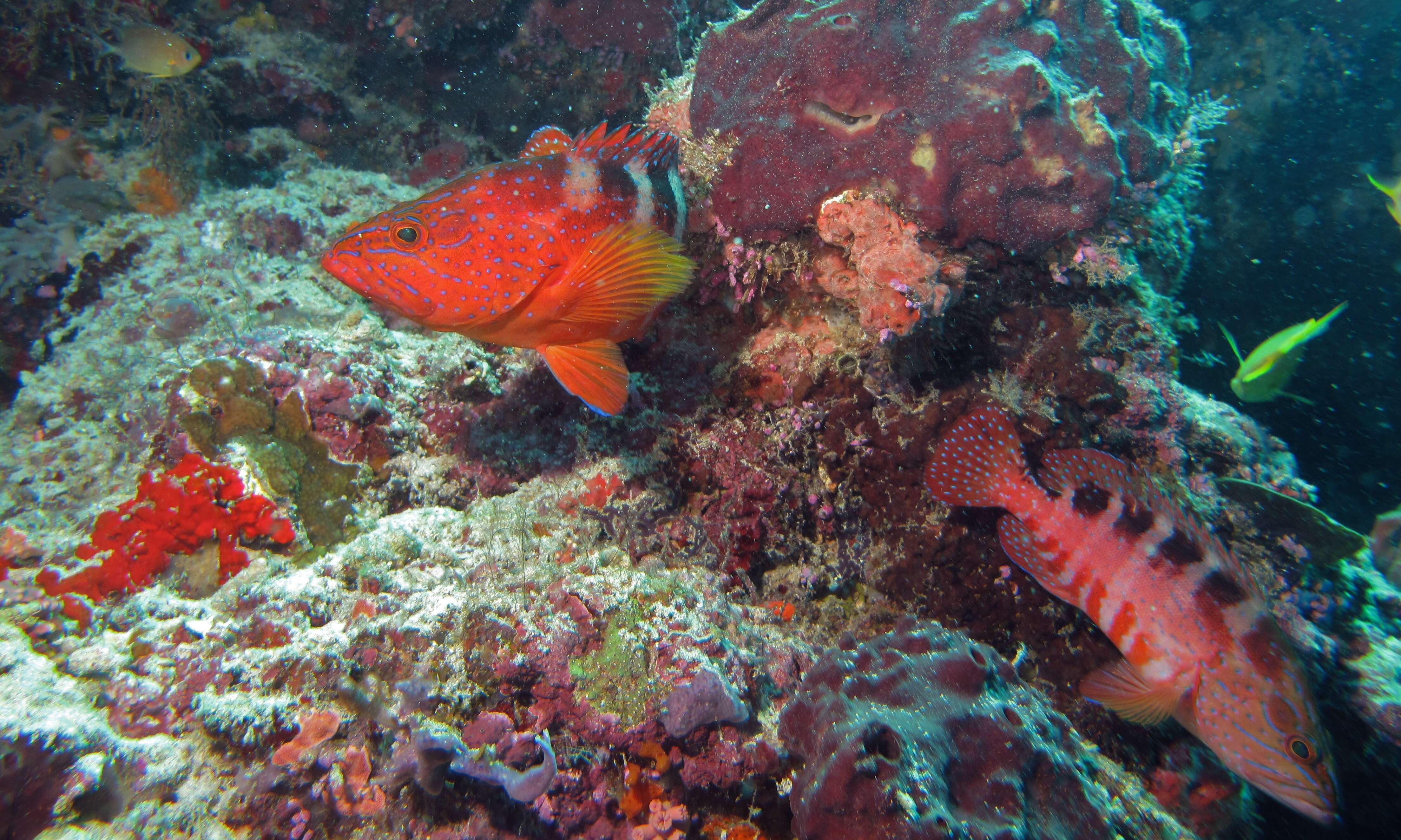 Cephalopholis sexmaculata (Rüppell 1830) resmi